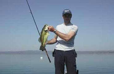 Black bass